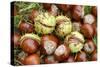 Horse Chestnut Conkers-null-Stretched Canvas