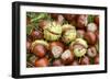 Horse Chestnut Conkers-null-Framed Photographic Print