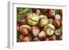 Horse Chestnut Conkers-null-Framed Photographic Print