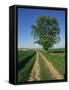Horse Chestnut Tree by a Farm Track Through Fields on the South Downs in Sussex, England, UK-Michael Busselle-Framed Stretched Canvas