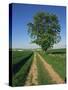 Horse Chestnut Tree by a Farm Track Through Fields on the South Downs in Sussex, England, UK-Michael Busselle-Stretched Canvas