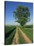 Horse Chestnut Tree by a Farm Track Through Fields on the South Downs in Sussex, England, UK-Michael Busselle-Stretched Canvas