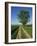 Horse Chestnut Tree by a Farm Track Through Fields on the South Downs in Sussex, England, UK-Michael Busselle-Framed Photographic Print