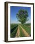 Horse Chestnut Tree by a Farm Track Through Fields on the South Downs in Sussex, England, UK-Michael Busselle-Framed Photographic Print