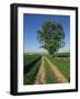 Horse Chestnut Tree by a Farm Track Through Fields on the South Downs in Sussex, England, UK-Michael Busselle-Framed Photographic Print