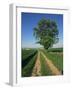 Horse Chestnut Tree by a Farm Track Through Fields on the South Downs in Sussex, England, UK-Michael Busselle-Framed Photographic Print