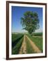 Horse Chestnut Tree by a Farm Track Through Fields on the South Downs in Sussex, England, UK-Michael Busselle-Framed Photographic Print