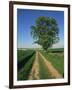 Horse Chestnut Tree by a Farm Track Through Fields on the South Downs in Sussex, England, UK-Michael Busselle-Framed Photographic Print