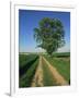 Horse Chestnut Tree by a Farm Track Through Fields on the South Downs in Sussex, England, UK-Michael Busselle-Framed Photographic Print