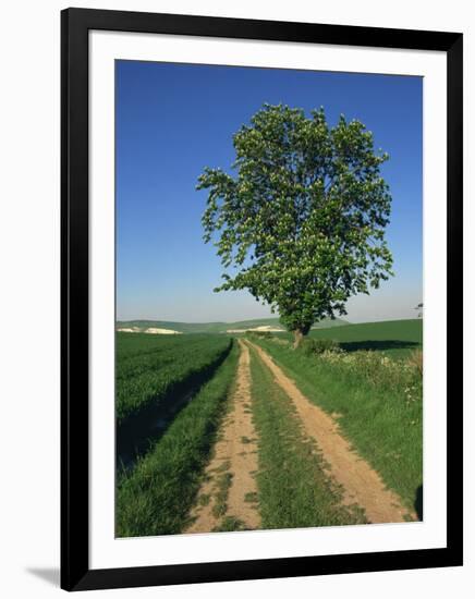 Horse Chestnut Tree by a Farm Track Through Fields on the South Downs in Sussex, England, UK-Michael Busselle-Framed Photographic Print