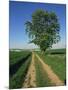 Horse Chestnut Tree by a Farm Track Through Fields on the South Downs in Sussex, England, UK-Michael Busselle-Mounted Photographic Print