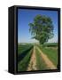 Horse Chestnut Tree by a Farm Track Through Fields on the South Downs in Sussex, England, UK-Michael Busselle-Framed Stretched Canvas