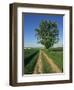 Horse Chestnut Tree by a Farm Track Through Fields on the South Downs in Sussex, England, UK-Michael Busselle-Framed Photographic Print