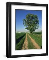 Horse Chestnut Tree by a Farm Track Through Fields on the South Downs in Sussex, England, UK-Michael Busselle-Framed Photographic Print