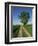 Horse Chestnut Tree by a Farm Track Through Fields on the South Downs in Sussex, England, UK-Michael Busselle-Framed Photographic Print