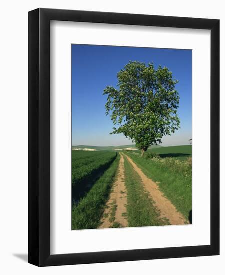 Horse Chestnut Tree by a Farm Track Through Fields on the South Downs in Sussex, England, UK-Michael Busselle-Framed Photographic Print