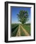 Horse Chestnut Tree by a Farm Track Through Fields on the South Downs in Sussex, England, UK-Michael Busselle-Framed Photographic Print