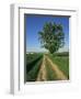 Horse Chestnut Tree by a Farm Track Through Fields on the South Downs in Sussex, England, UK-Michael Busselle-Framed Photographic Print