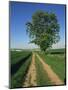 Horse Chestnut Tree by a Farm Track Through Fields on the South Downs in Sussex, England, UK-Michael Busselle-Mounted Photographic Print