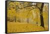 Horse Chestnut Trees in Fall, Manito Park, Spokane, Washington, USA-Charles Gurche-Framed Stretched Canvas