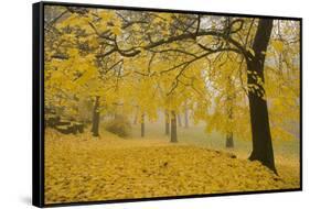 Horse Chestnut Trees in Fall, Manito Park, Spokane, Washington, USA-Charles Gurche-Framed Stretched Canvas