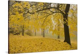 Horse Chestnut Trees in Fall, Manito Park, Spokane, Washington, USA-Charles Gurche-Stretched Canvas