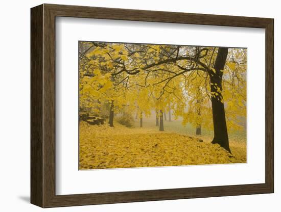 Horse Chestnut Trees in Fall, Manito Park, Spokane, Washington, USA-Charles Gurche-Framed Photographic Print