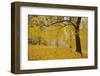 Horse Chestnut Trees in Fall, Manito Park, Spokane, Washington, USA-Charles Gurche-Framed Photographic Print