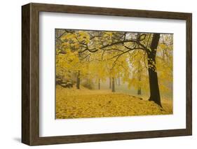 Horse Chestnut Trees in Fall, Manito Park, Spokane, Washington, USA-Charles Gurche-Framed Photographic Print