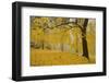 Horse Chestnut Trees in Fall, Manito Park, Spokane, Washington, USA-Charles Gurche-Framed Photographic Print