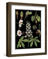 Horse Chestnut-null-Framed Giclee Print