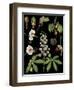 Horse Chestnut-null-Framed Giclee Print