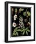 Horse Chestnut-null-Framed Giclee Print