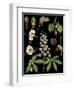 Horse Chestnut-null-Framed Giclee Print