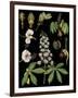 Horse Chestnut-null-Framed Giclee Print