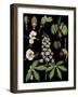 Horse Chestnut-null-Framed Giclee Print