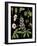 Horse Chestnut-null-Framed Giclee Print