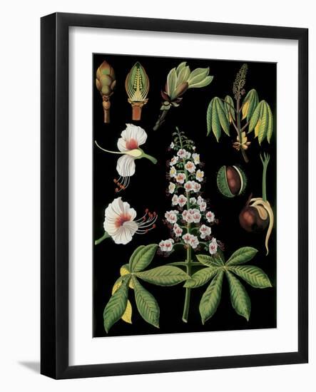 Horse Chestnut-null-Framed Giclee Print