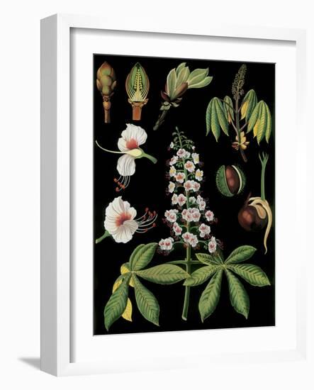 Horse Chestnut-null-Framed Giclee Print