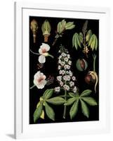 Horse Chestnut-null-Framed Giclee Print