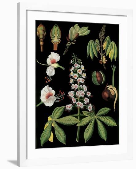 Horse Chestnut-null-Framed Giclee Print