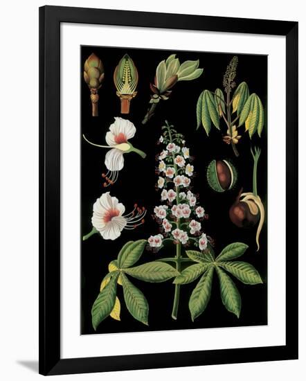 Horse Chestnut-null-Framed Giclee Print