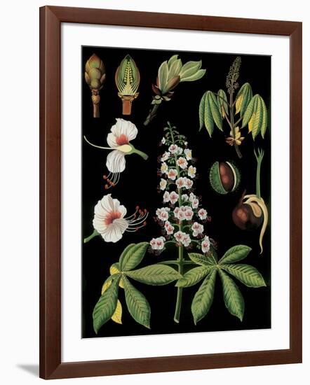 Horse Chestnut-null-Framed Giclee Print