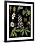 Horse Chestnut-null-Framed Giclee Print