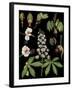 Horse Chestnut-null-Framed Giclee Print