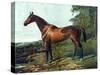 Horse Chromolithograph "Fair Nell," 1800s-Piddix-Stretched Canvas