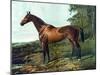 Horse Chromolithograph "Fair Nell," 1800s-Piddix-Mounted Art Print