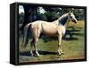 Horse Chromolithograph "The Arab Pony Charger," 1867-Piddix-Framed Stretched Canvas