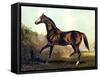 Horse Chromolithograph "Thoroughbred Sire Blair Athol," 1867-Piddix-Framed Stretched Canvas