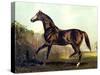 Horse Chromolithograph "Thoroughbred Sire Blair Athol," 1867-Piddix-Stretched Canvas